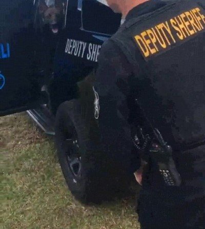 jugar,escondite,perro,patrulla canina