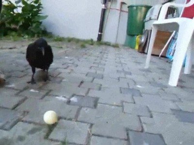 jugar,futbol,perro,cuervo