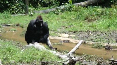 gorilas,andar,humanos,mojar,manos