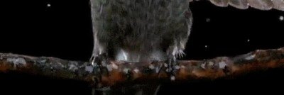 colibr&iacute;,mojado,secarse,camara lenta