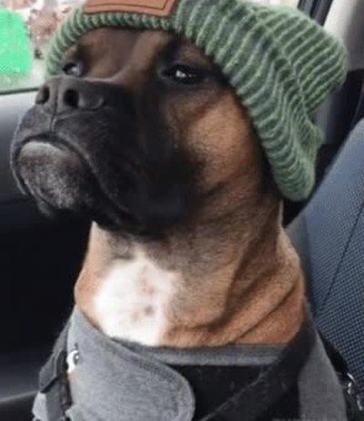 atrever,contraria,perro,gorro