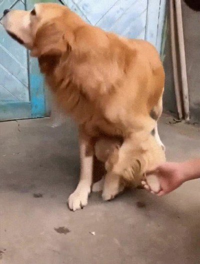 mio,perro,cachorro,tocar