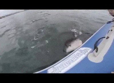 pasar,ganas,ba&ntilde;ito,verano,tibur&oacute;n