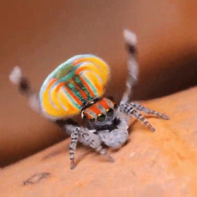 ara&ntilde;a,baile,tomar,algo