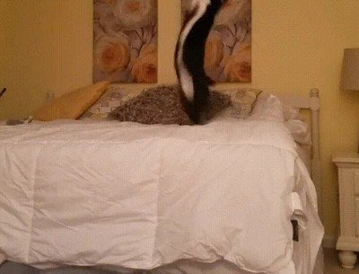 gato,energia,infinita