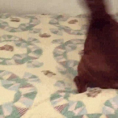 perro,ganas,fiesta,jugar