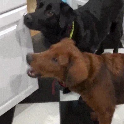 perro,demasiado,fino,desprecio,zanahorias