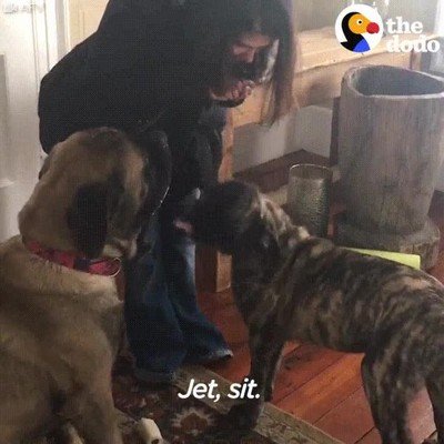humanos,comer,sentar,perro