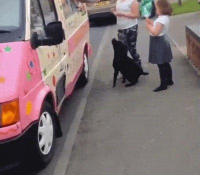 perro,premio,insistencia,helado