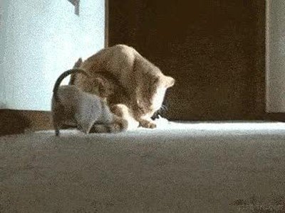 rat&oacute;n,gato,mejores,amigos