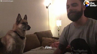 perro,insistir,vacilar,pata