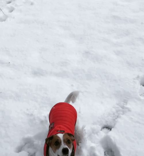 nieve,perro,perseguir,sueños,yo