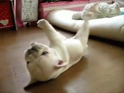 perro,despertar,domingo,cama