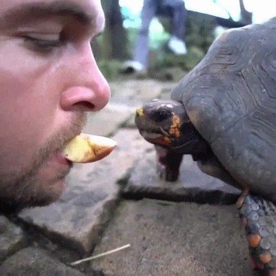 Enlace a Los peligros de alimentar una tortuga utilizando solo la boca