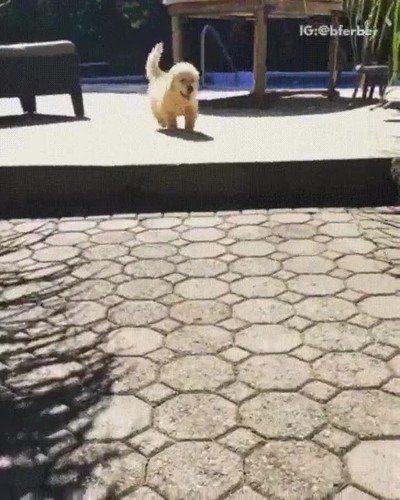 perro,perder,ilusi&oacute;n,cosas,insignificantes