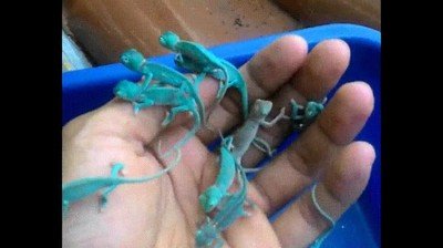 camaleones,palma,mano