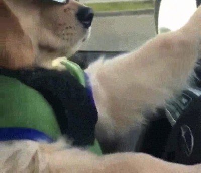 perro,malote,gafas de sol,volante