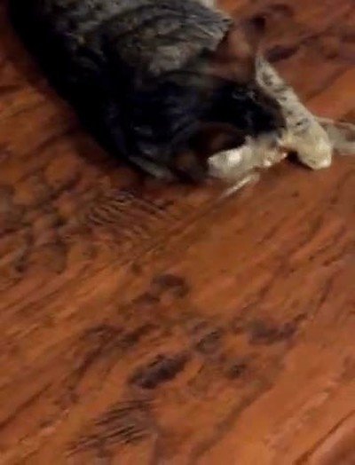 cama,buscar,postura,comoda