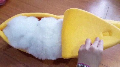 pl&aacute;tano,dormir,perro