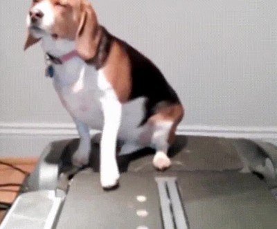 perros,entusiasmo,operacion,bikini