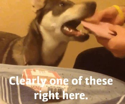 Enlace a Perros que ya están hartos de tus trucos de magia