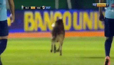 pelota,perro,terminar