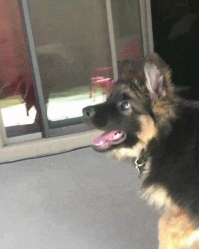 importante,vida,intentarlo,perro,pelota