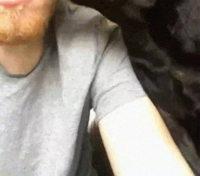 venganza,lametazos,perro,cara