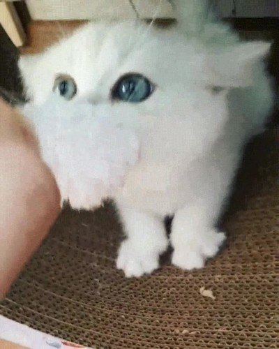 gato,negar,renunciar,juguete