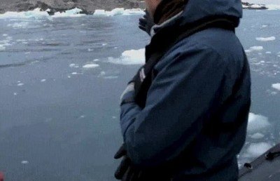 pinguinos,salir,agua,portal