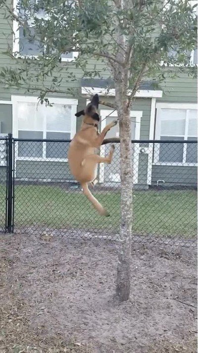 perro,ramas,arbol,morder