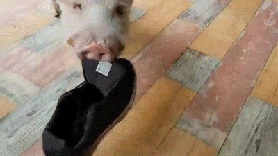 humano,hora,vestir,llegar,tarde,cerdo