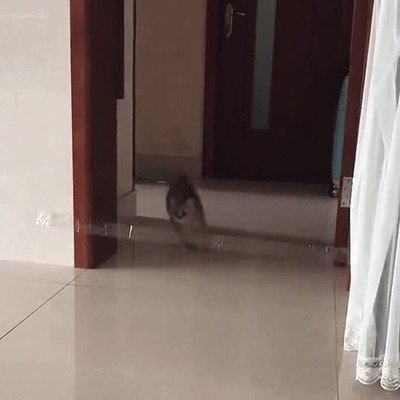 Enlace a Cuando tu gato se siente decepcionada contigo y te mira con mirada triste