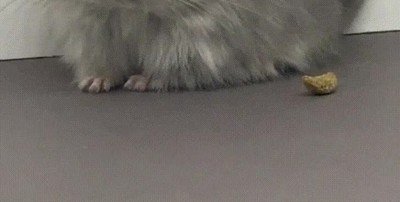 cosas,adorables,chinchilla