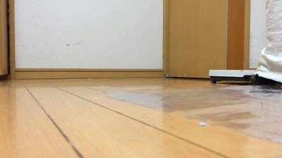 pájaro,jubilado,deambular