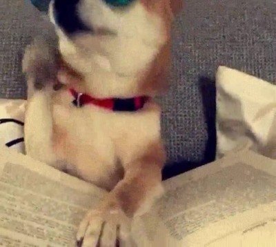 poner,gafas,estilo,perro