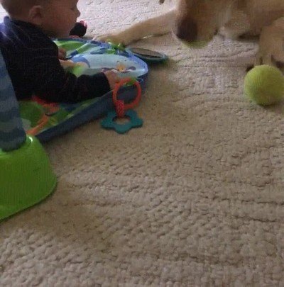 perro,lanzar,pelota,bebe