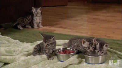 cara,gato,comida,favorita