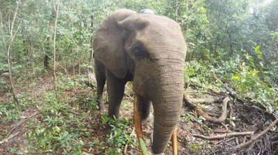 reacci&oacute;n,elefante,camara,bosque