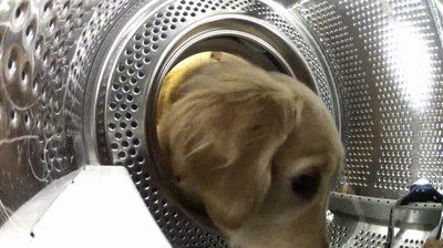 perro,rescatar,peluche,favorito,lavadora