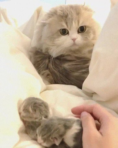 reacci&oacute;n,gato,primera,vez