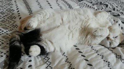 reacción,pensar,vida,desastre,gato