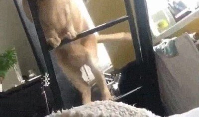 no todos,gatos,agiles,majestuoso