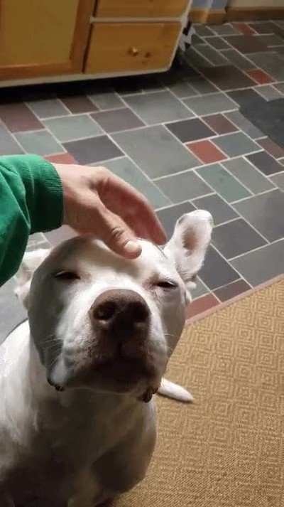 cara,rascar,perro,punto,exacto