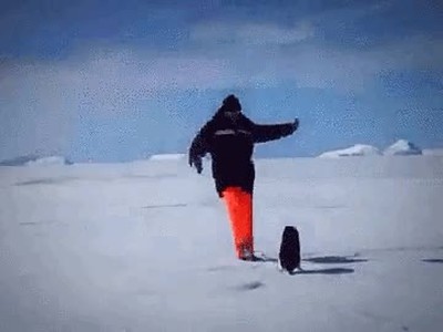 lecci&oacute;n,d&iacute;a,meterse,pinguino