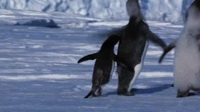 pinguinos,jugar,pilla pilla,divertido