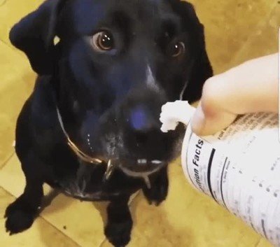 Enlace a Este perro pone ojos de anime japonés cuando está comiendo nata