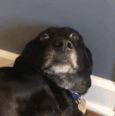 tenemos que hablar,pareja,perro,cara