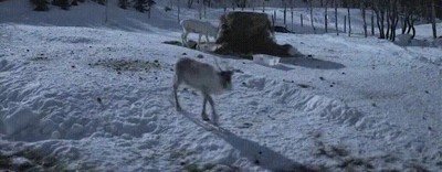 aurora,boreal,precioso,cielo