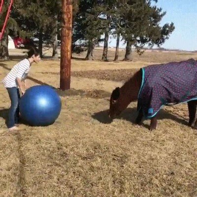 El fútbol es un deporte universal al que cualquier animal puede jugar futbol,deporte,universal,animal,jugar